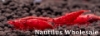 Picture of SHRIMP: RED CHERRY