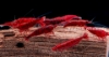 Picture of SHRIMP: BLOODY MARY