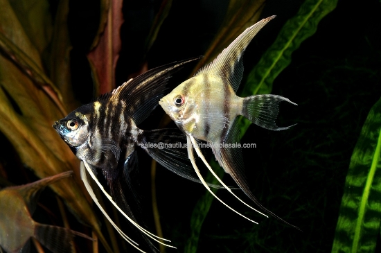 Picture of ANGEL: FANCY MIX VEILTAIL REG *12 COUNT FREE FISH*