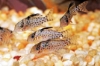 Picture of CORY: PUNCTATUS MD *8 COUNT FREE FISH*