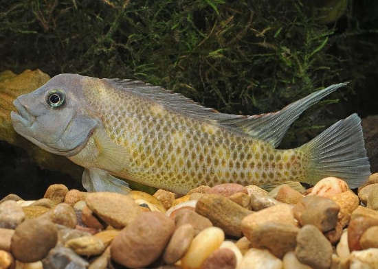 Picture of AFRICAN: OTHER-BUFFALO HEAD (FL BRED) *3 COUNT FREE FISH*