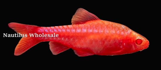 Picture of BARB: CHERRY ALBINO