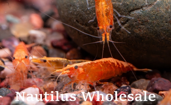 Picture of SHRIMP: ORANGE CHERRY
