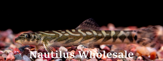 Picture of LOACH: ZODIAC 
