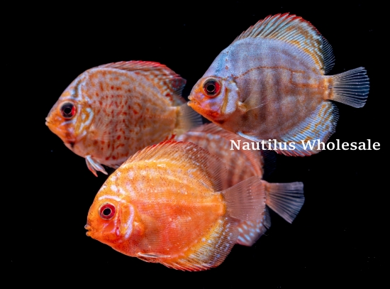 Picture of DISCUS: ASST 2" BANGKOK