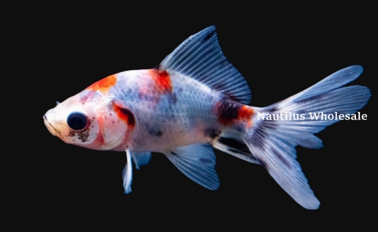 Picture of GOLDFISH: ASST FANTAIL 1.5-2"