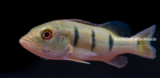 Picture of CICHLID: PEACOCK BASS 3-4" (NO OK ,MS)