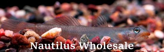 Picture of MISC: GOBY RED LIPSTICK