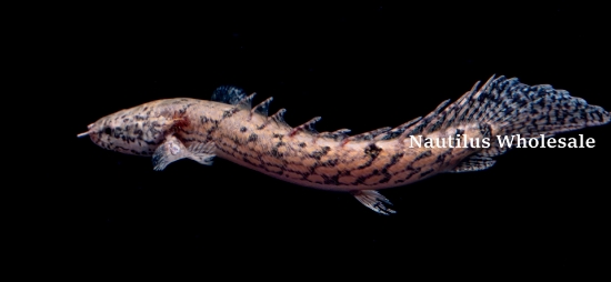 Picture of MISC: BICHIR (DELHEZI)