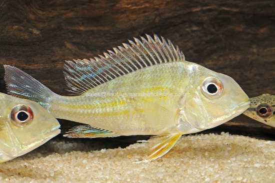 Picture of CICHLID: GEO. SURINAMENSIS MD *ON SPECIAL*