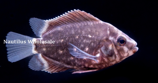 Picture of CICHLID: UARU REG 