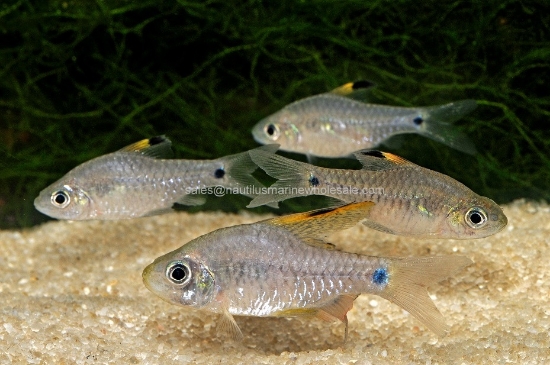 Picture of BARB: AFRICAN BANDED 