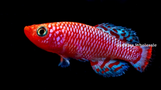 Picture of KILLIE: BLUEFIN NOTHO 