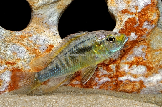 Picture of AFRICAN: HAP  ASTATOTILAPIA CALLIPTERA MD MALE *ON SPECIAL*