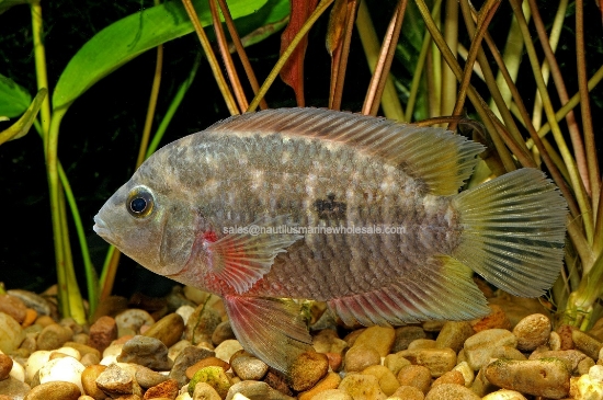 Picture of CICHLID: CHANCHITO *ON SPECIAL*