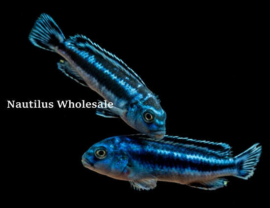 Picture of AFRICAN: MBUNA M. E. B. JOHANNI REG *8 COUNT FREE FISH*
