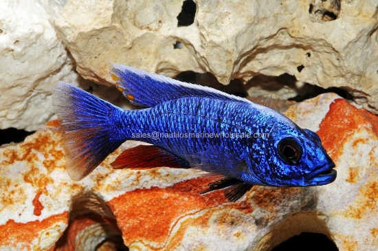 Picture of AFRICAN: HAP AHLI ELECTRIC BLUE REG *5 COUNT FREE FISH*
