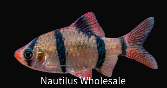 Picture of BARB: TIGER REG *25 COUNT FREE FISH*