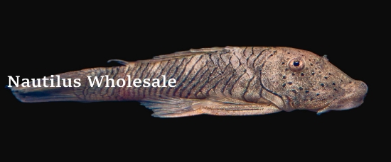 Picture of PLECO: RUBBER