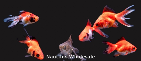 Picture of GOLDFISH: RYUKIN ASST 5-6cm