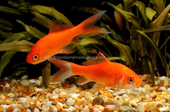 Picture of GOLDFISH: COMET 4-5" *ON SPECIAL*