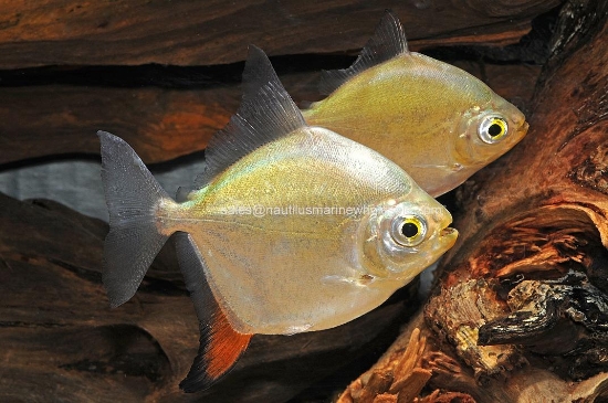 Picture of TETRA: RED HOOK LG *2 COUNT FREE FISH*