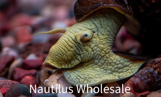 Picture of SNAIL: ASST RABBIT *8 COUNT FREE FISH*