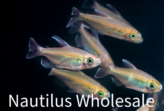 Picture of TETRA: CONGO (MIXED SEX) *9 COUNT FREE FISH*