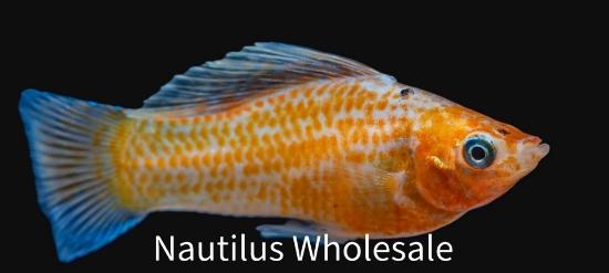 Picture of MOLLY: ASST REG *35 COUNT FREE FISH*