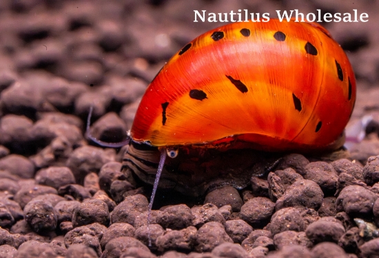 Picture of SNAIL: RED SPOT NERITE *ON SPECIAL*