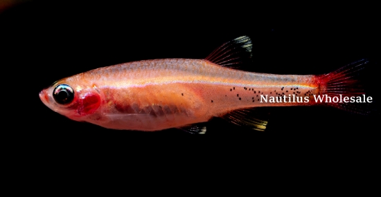 Picture of DANIO: WHITE CLOUD GOLD