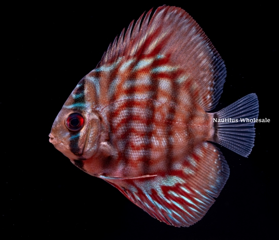 Picture of DISCUS: BLUE TURQ 2" (BANGKOK)