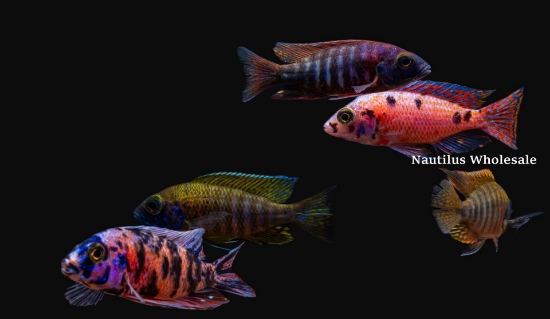 Picture of AFRICAN: PEACOCK ASST 2" (IMPORT - JUICED COLOR)