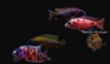 Picture of AFRICAN: PEACOCK ASST 3" (IMPORT - JUICED COLOR)