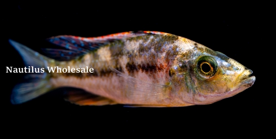 Picture of AFRICAN: HAP COMPRESSICEPS OB LG