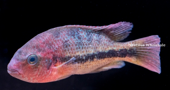 Picture of CICHLID: FENESTRATUS MD