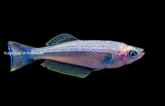 Picture of TANGAN: KILLFISH