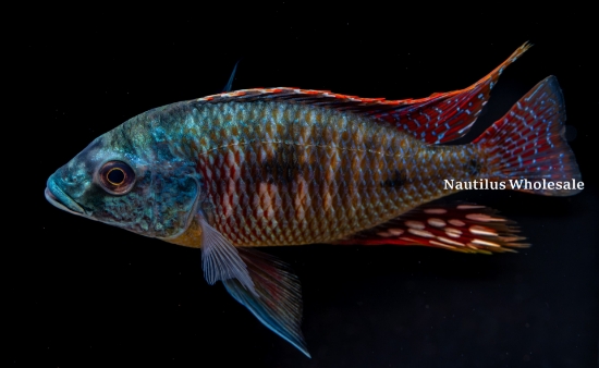 Picture of AFRICAN: HAP TETRASTIGMA XL