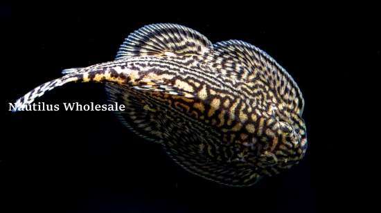 Picture of LOACH: SEWELLIA