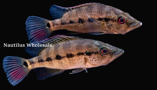 Picture of CICHLID: SNOOK 3" (FARM RAISED)