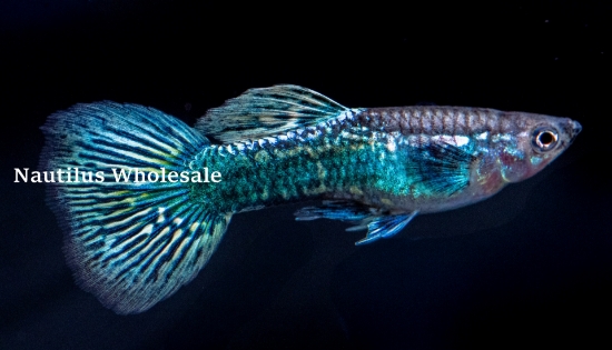 Picture of GUPPY: DUMBO EAR GREEN MALE