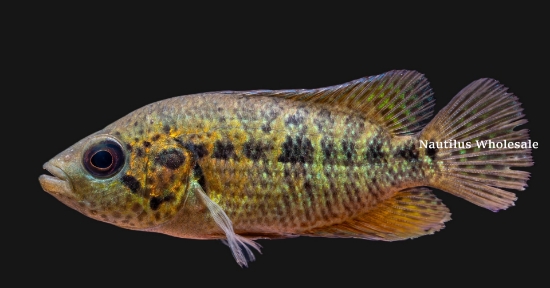 Picture of CICHLID: FREDRICHSTAHLI MED