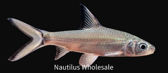 Picture of SHARK: BALA SM