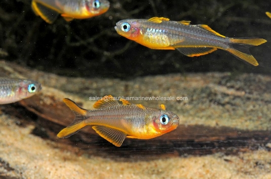 Picture of RAINBOW: P. SIGNIFER *6 COUNT FREE FISH*