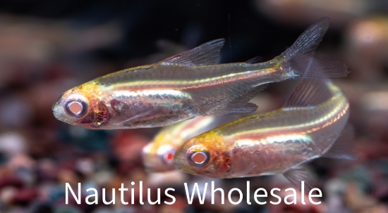 Picture of TETRA: GLOW LIGHT ALBINO *18 COUNT FREE FISH*