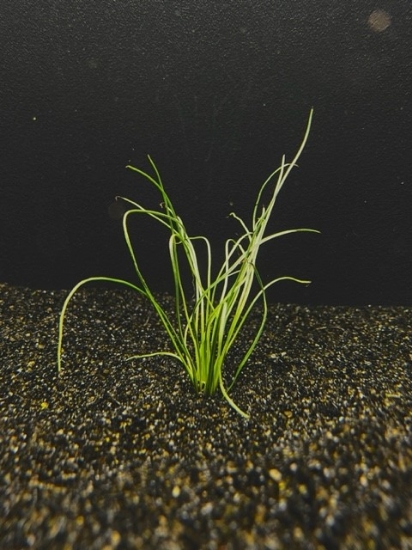 Picture of POTTED MISCELLANEOUS: MICRO SWORD, NARROWLEAF