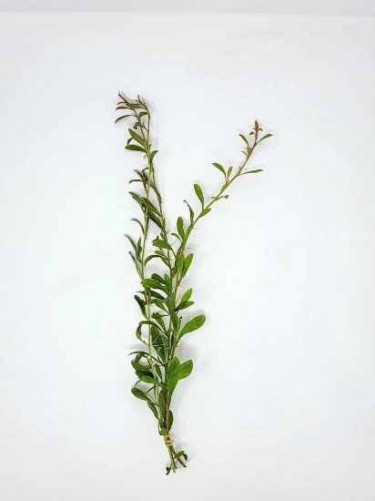 Picture of SAMOLUS RED