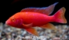 Picture of AFRICAN: PEACOCK ASST 3" (IMPORT - JUICED COLOR)