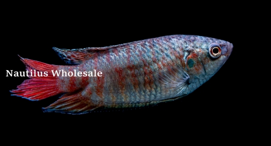 Picture of GOURAMI: PARADISE BLUE (IMPORT)