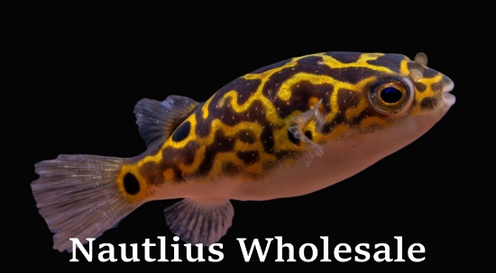 Picture of PUFFER: FIGURE 8 LG